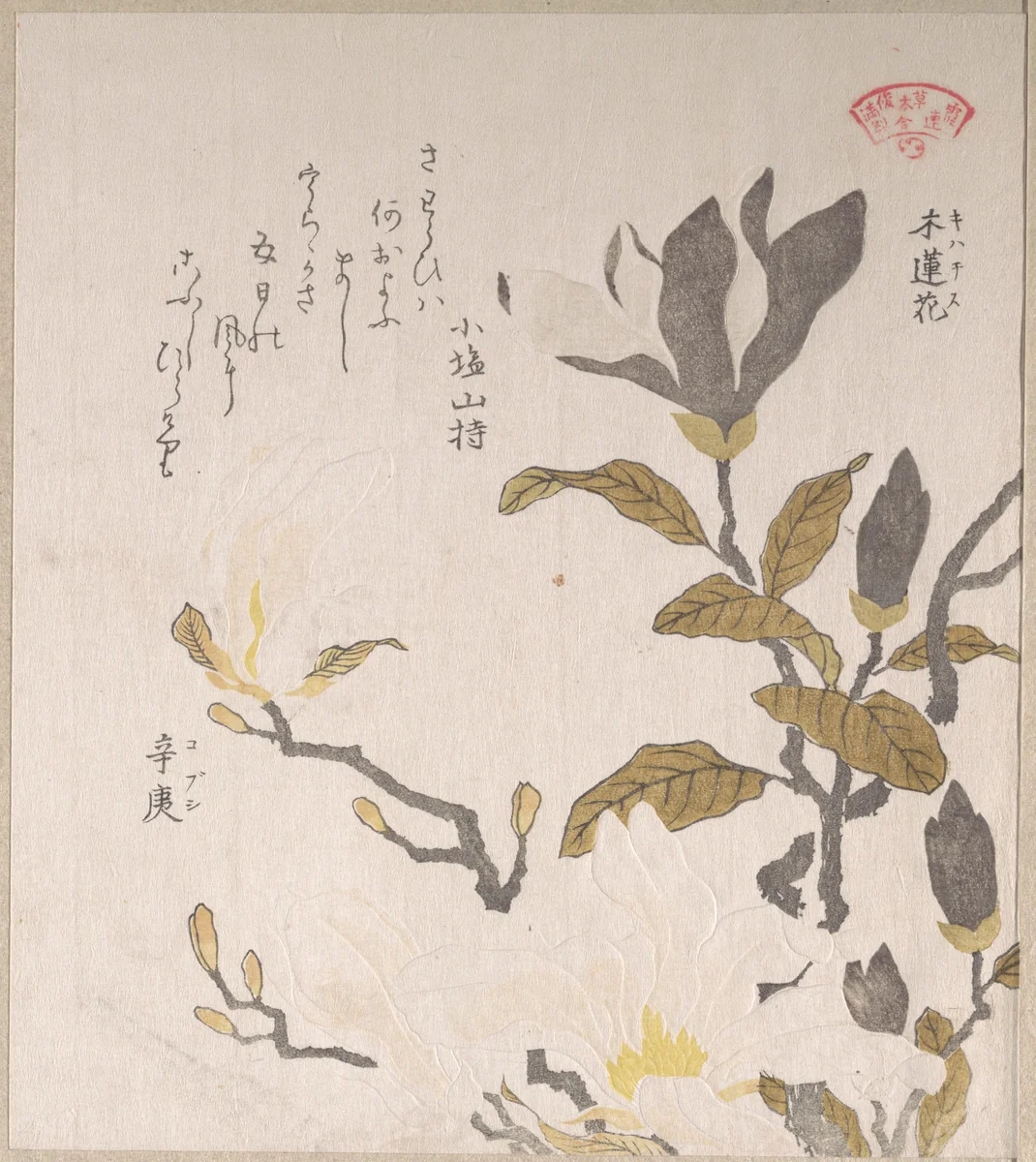 Magnolia Flowers by Kubo Shunman (窪俊満), print, 1800-1899