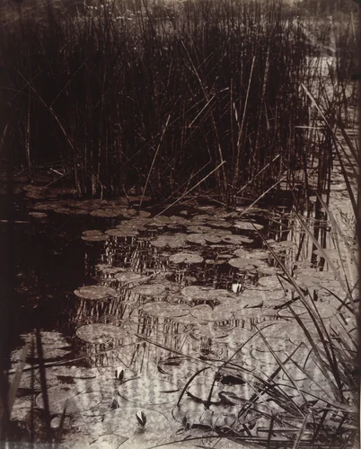 Nènuphars by Eugène Atget, photograph, 1900