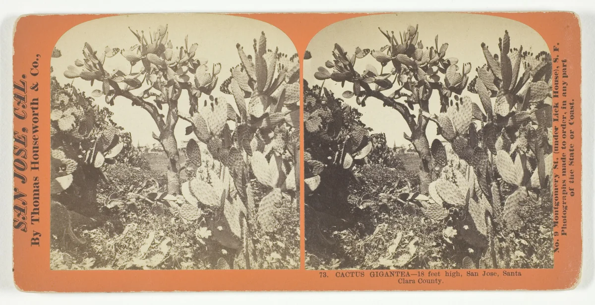 Cactus Gigantea - 18 feet high, San Jose, Santa Clara County, No. 73 from the series "San Jose, Cal." by Thomas Houseworth, photograph, 1863-1873