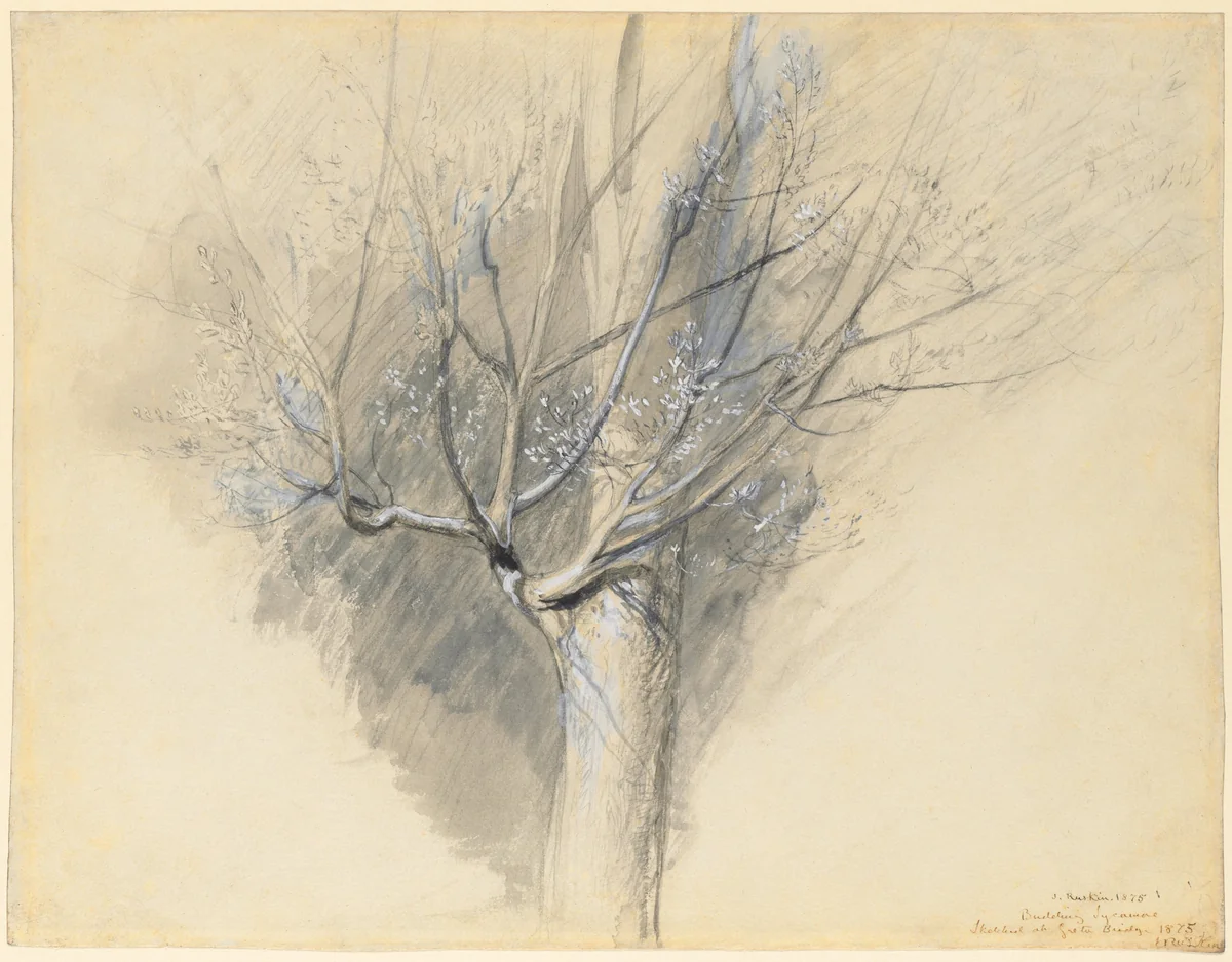 Budding Sycamore by John Ruskin, drawing, 1871-1881