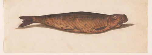 Bokking by anonymous, drawing, 1560-1585