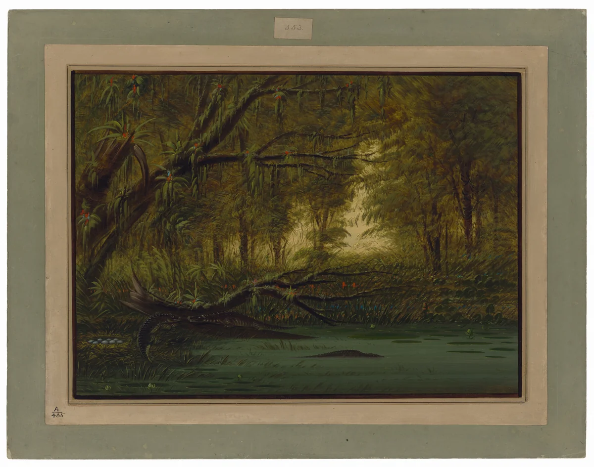 An Alligator's Nest by George Catlin, painting, 1854-1869