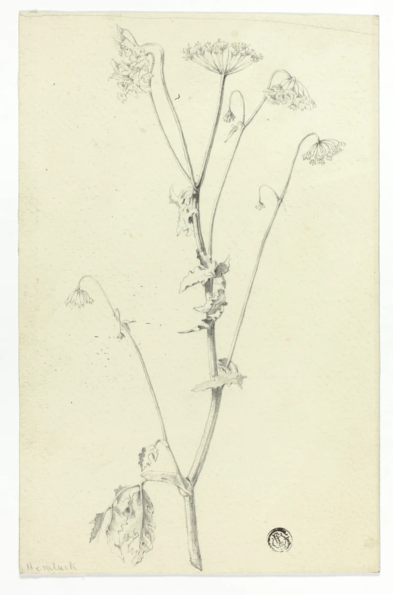 Hemlock by Unknown Artist, drawing, 1800-1899