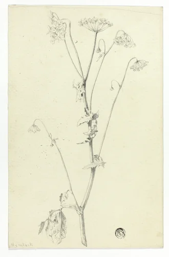 Hemlock by Unknown Artist, drawing, 1800-1899