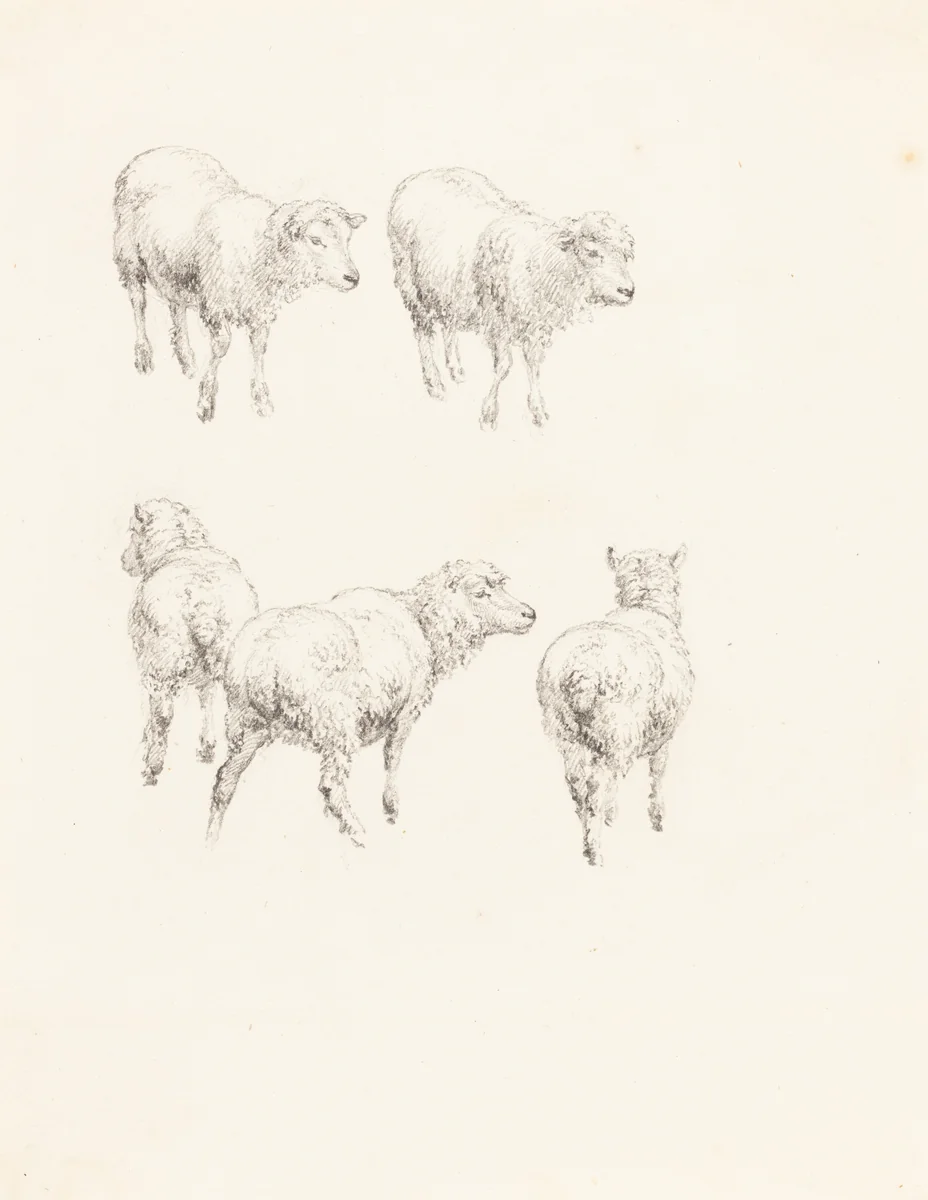 Five Sheep by Robert Hills, drawing, 1769-1844