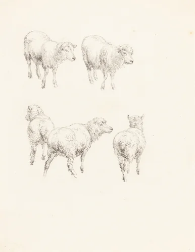 Five Sheep by Robert Hills, drawing, 1769-1844