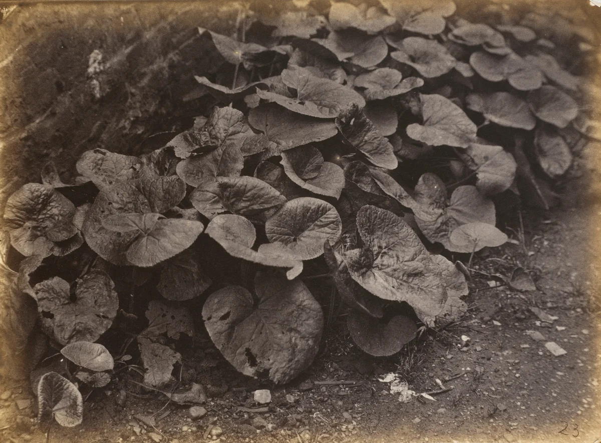 Plant Study by Robert Burrows, photograph, 1860-1869