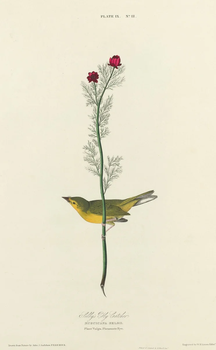 Selby's Flycatcher by William Home Lizars
John James Audubon, print, 1827