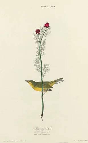 Selby's Flycatcher by William Home Lizars
John James Audubon, print, 1827