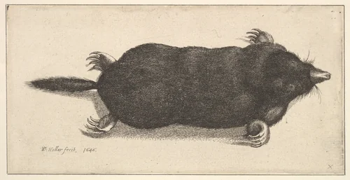 Dead Mole by Wenceslaus Hollar, print, 1646
