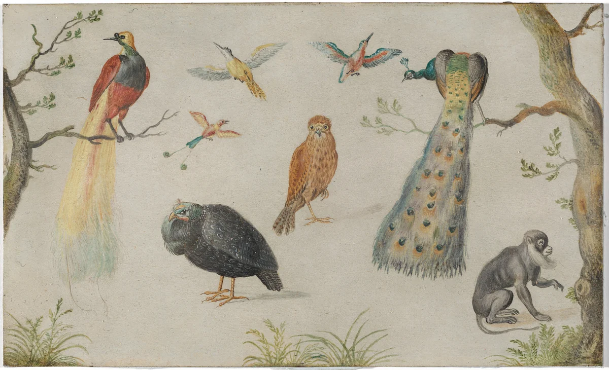 Study of Birds and Monkey by Jan van Kessel the Elder, painting, 1660-1670