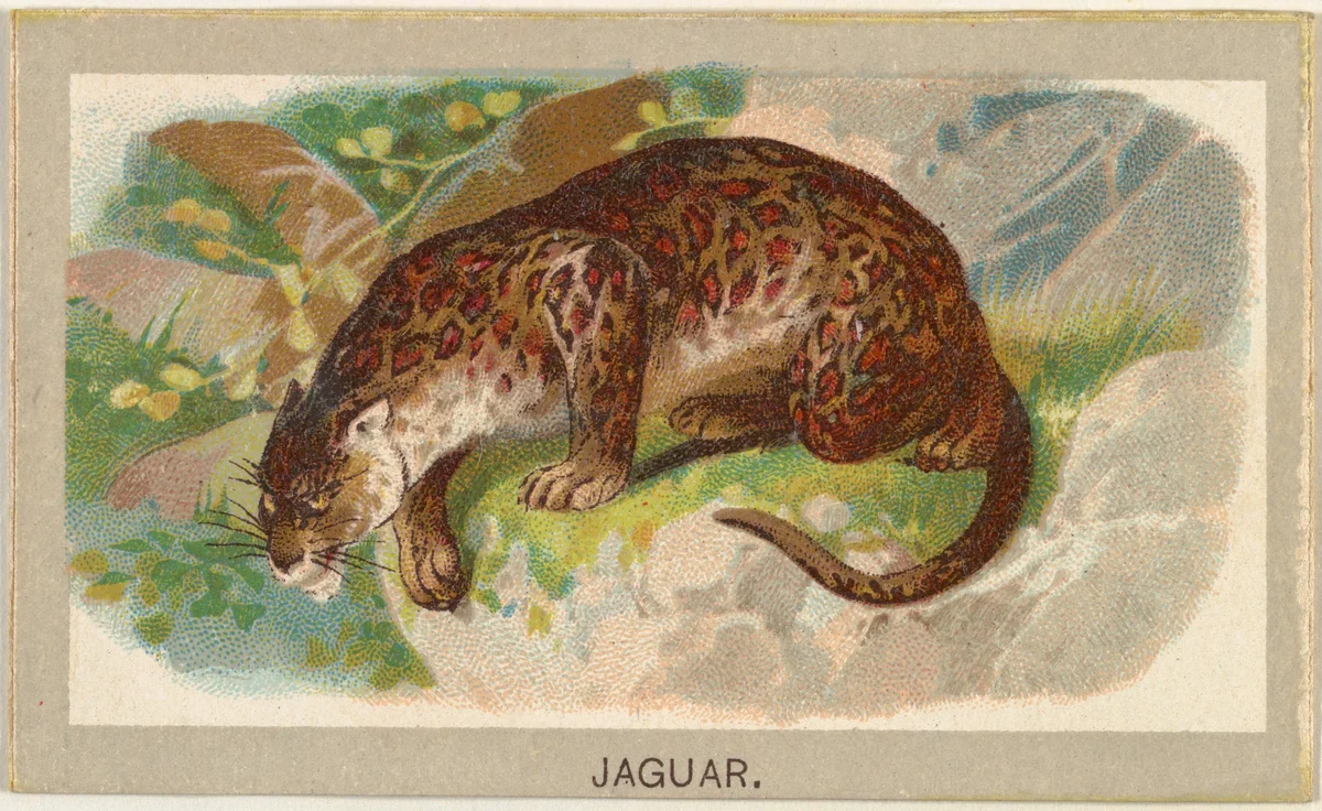 Jaguar, from the Animals of the World series (T180), issued by Abdul Cigarettes by Abdul Cigarettes, print, 1881