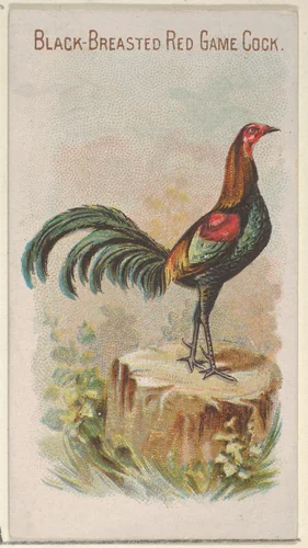 Black-Breasted Red Game Cock, from the Prize and Game Chickens series (N20) for Allen & Ginter Cigarettes by Allen & Ginter, print, 1891