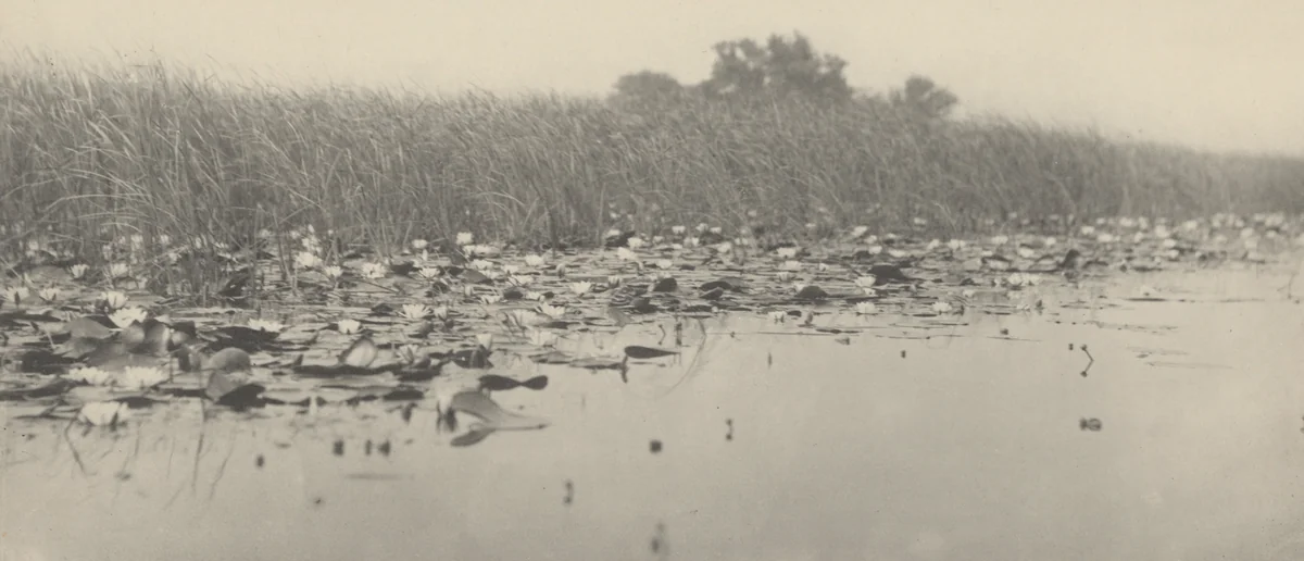 Water-Lilies by T. F. Goodall, Peter Henry Emerson, photograph, 1886