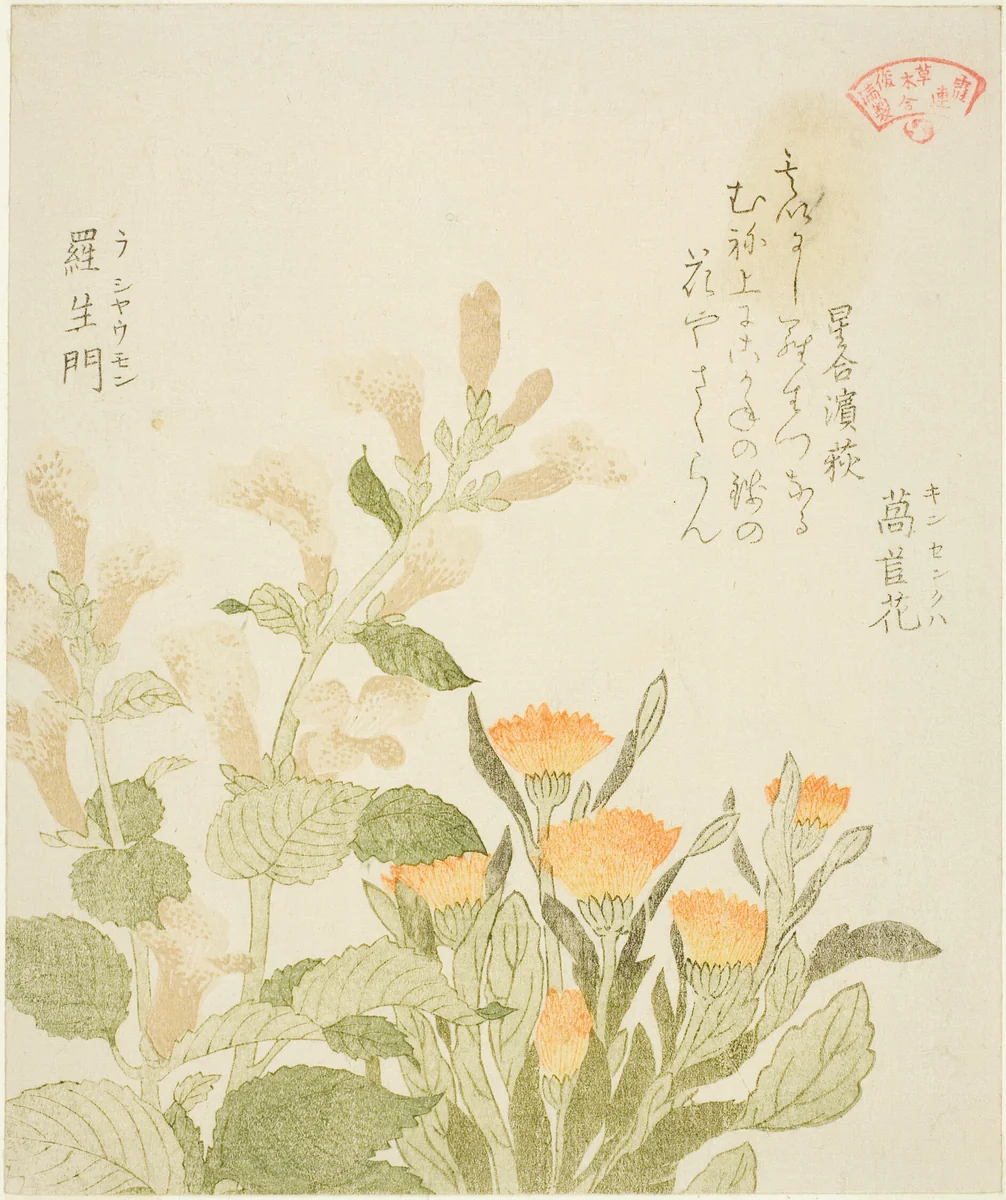 Marigold (Kinsenka) and Rashomon Flowers, from the series "Collection of Plants for the Kasumi Poetry Circle (Kasumi-ren somoku awase)" by Kubo Shunman (窪俊満), print, 1810-1819