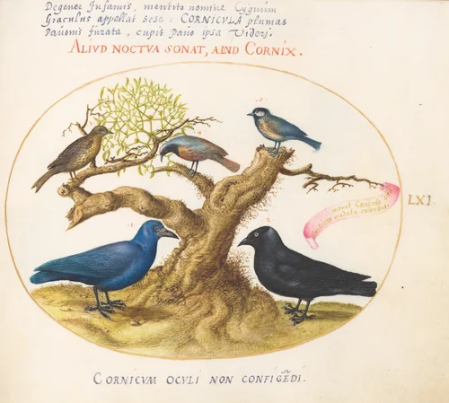 Plate 61: Blue Crow(?), Jackdaw, Chickadee or Tit, and Other Birds by Joris Hoefnagel, drawing, 1570-1599