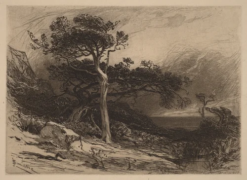 Old Cedars, Coast of Maine by James David Smillie, print, 1880
