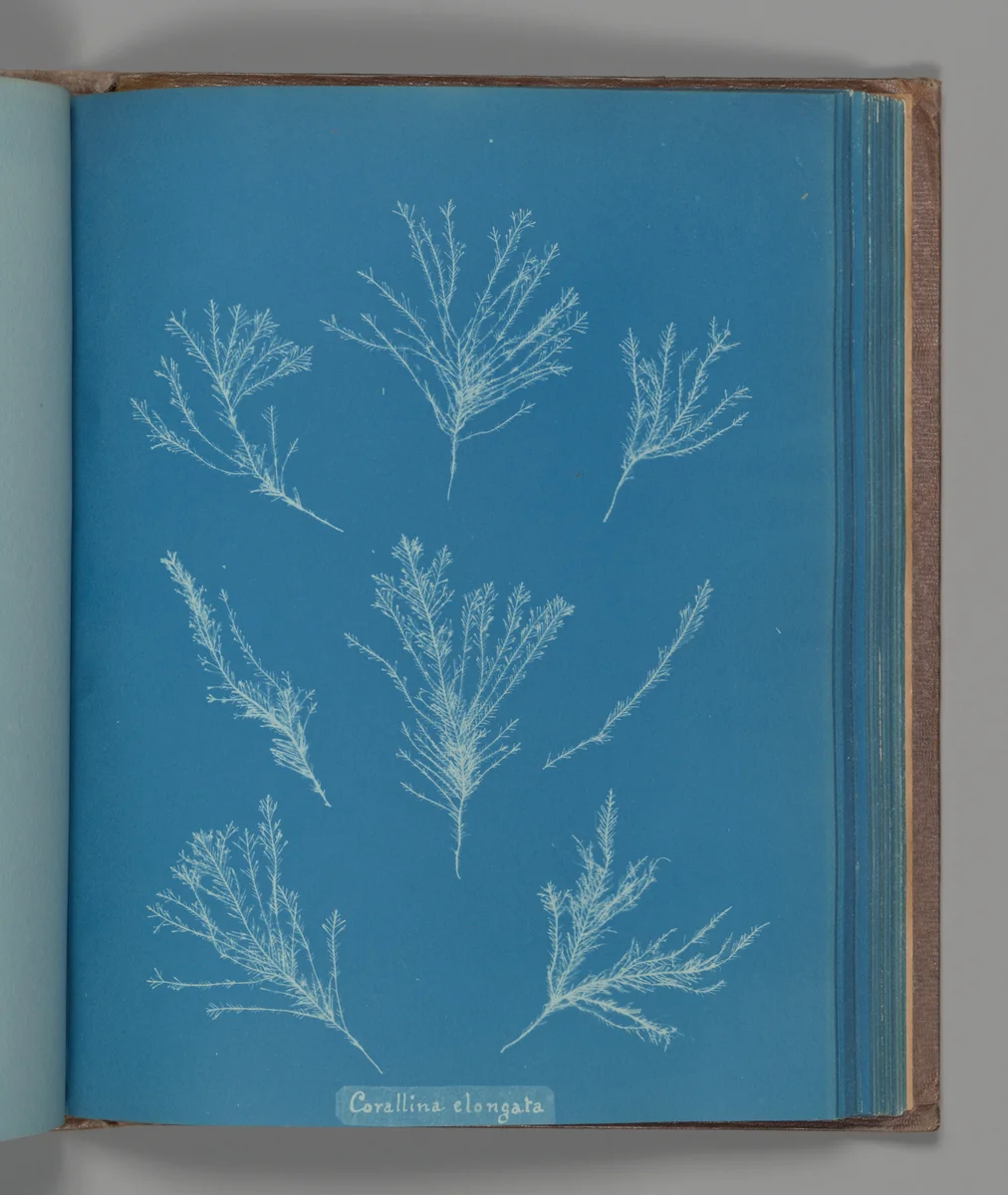 Corallina elongata by Anna Atkins, photograph, 1851-1855