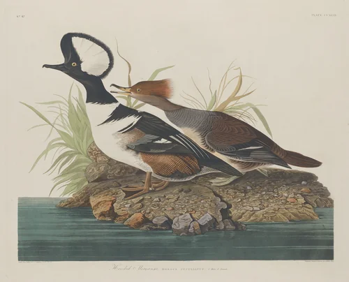 Hooded Merganser by Robert Havell, Jr.; John James Audubon, print, 1834
