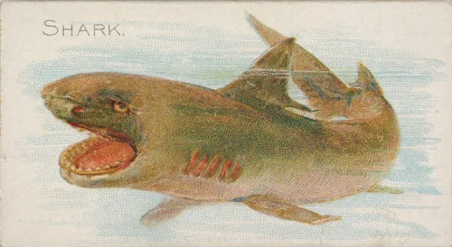 Shark, from the Fish from American Waters series (N8) for Allen & Ginter Cigarettes Brands by Allen & Ginter, print, 1889