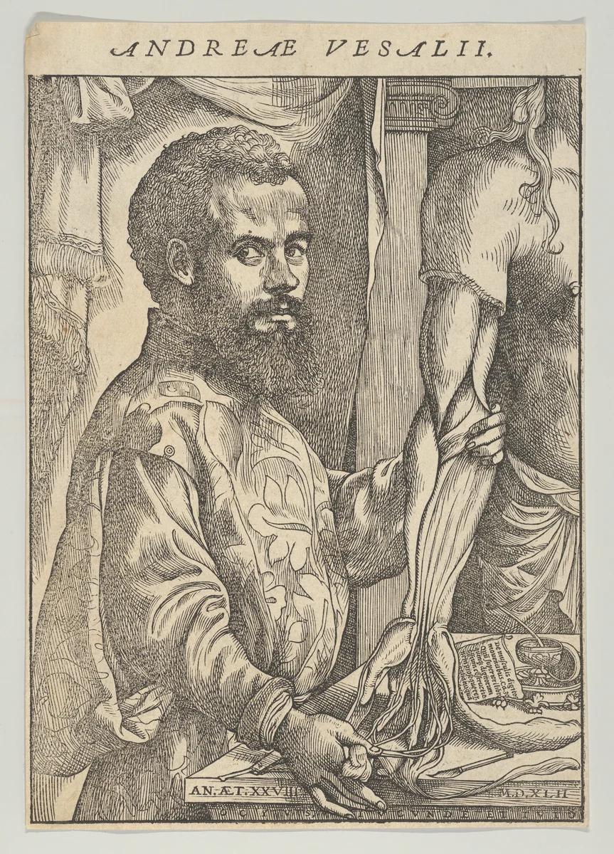 Portrait of Andreas Vesalius, half-length in profile standing in front of a table dissecting the arm of a body; frontispiece to Andreas Vesalius 'De humani corporis fabrica libri septem' by John of Calcar, print, 1542