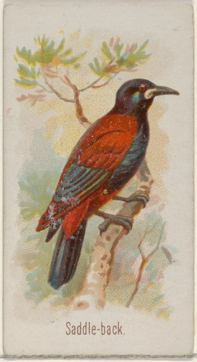 Saddle-back, from the Song Birds of the World series (N23) for Allen & Ginter Cigarettes by Allen & Ginter, print, 1890