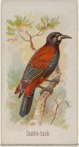 Saddle-back, from the Song Birds of the World series (N23) for Allen & Ginter Cigarettes by Allen & Ginter, print, 1890