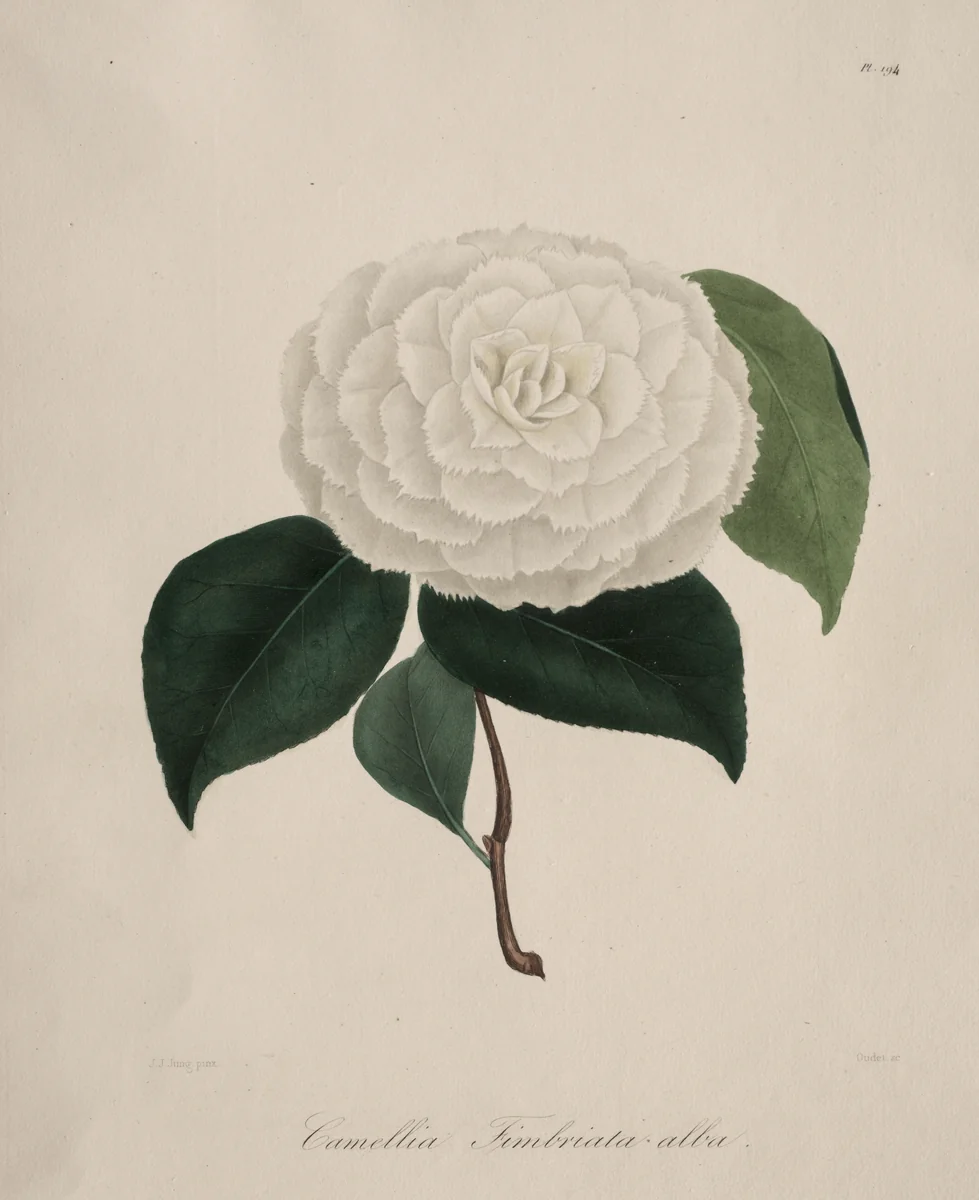 Iconographie du genre camellia: No. 194 by Abbé Laurent Berlèse, print, 1839-1843