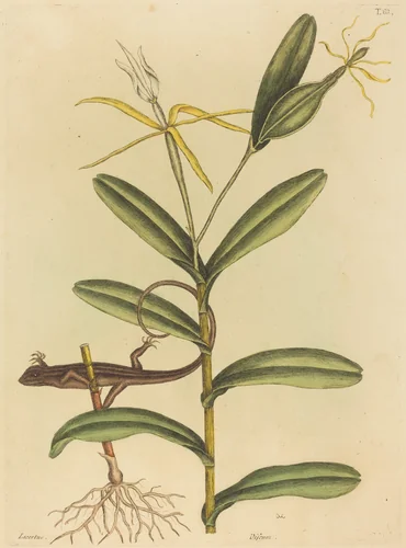 The Lyon Lizard (Lacerta 6-lineata) by Mark Catesby, print, 1731-1743