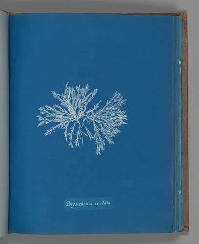 Polysiphonia cristata by Anna Atkins, photograph, 1851-1855