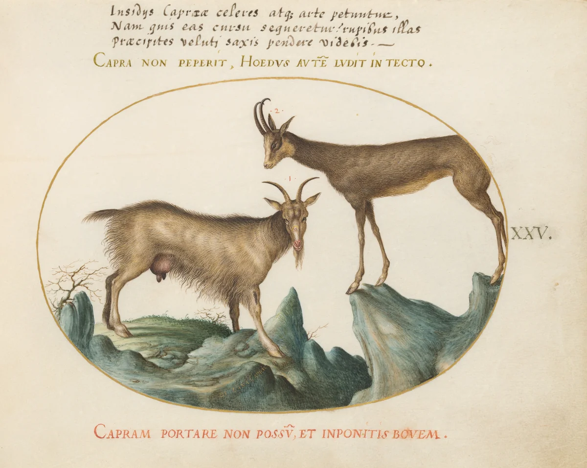 Plate 25: Two Wild Goats by Joris Hoefnagel, drawing, 1570-1599