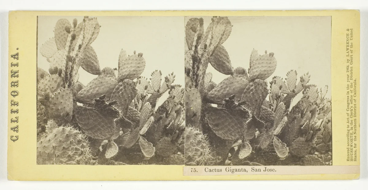Cactus Giganta, San Jose, No. 75 from the series "California" by Lawrence & Houseworth, photograph, 1864