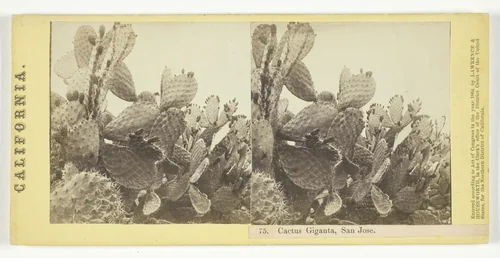 Cactus Giganta, San Jose, No. 75 from the series "California" by Lawrence & Houseworth, photograph, 1864