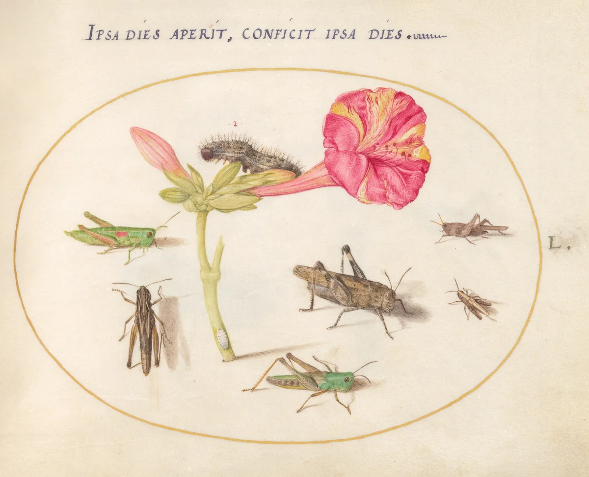 Plate 50: Grasshoppers, a Caterpillar, and a Scale Insect with a Four O'Clock Flower by Joris Hoefnagel, drawing, 1570-1599