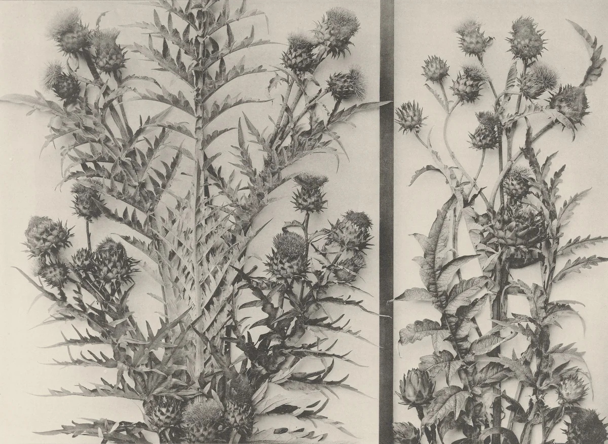 Page from Festons und Dekorative Gruppen by Unidentified Photographer, photograph, 1893