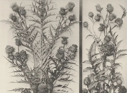 Page from Festons und Dekorative Gruppen by Unidentified Photographer, photograph, 1893