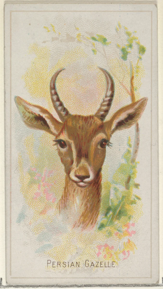 Persian Gazelle, from the Wild Animals of the World series (N25) for Allen & Ginter Cigarettes by Allen & Ginter, print, 1888