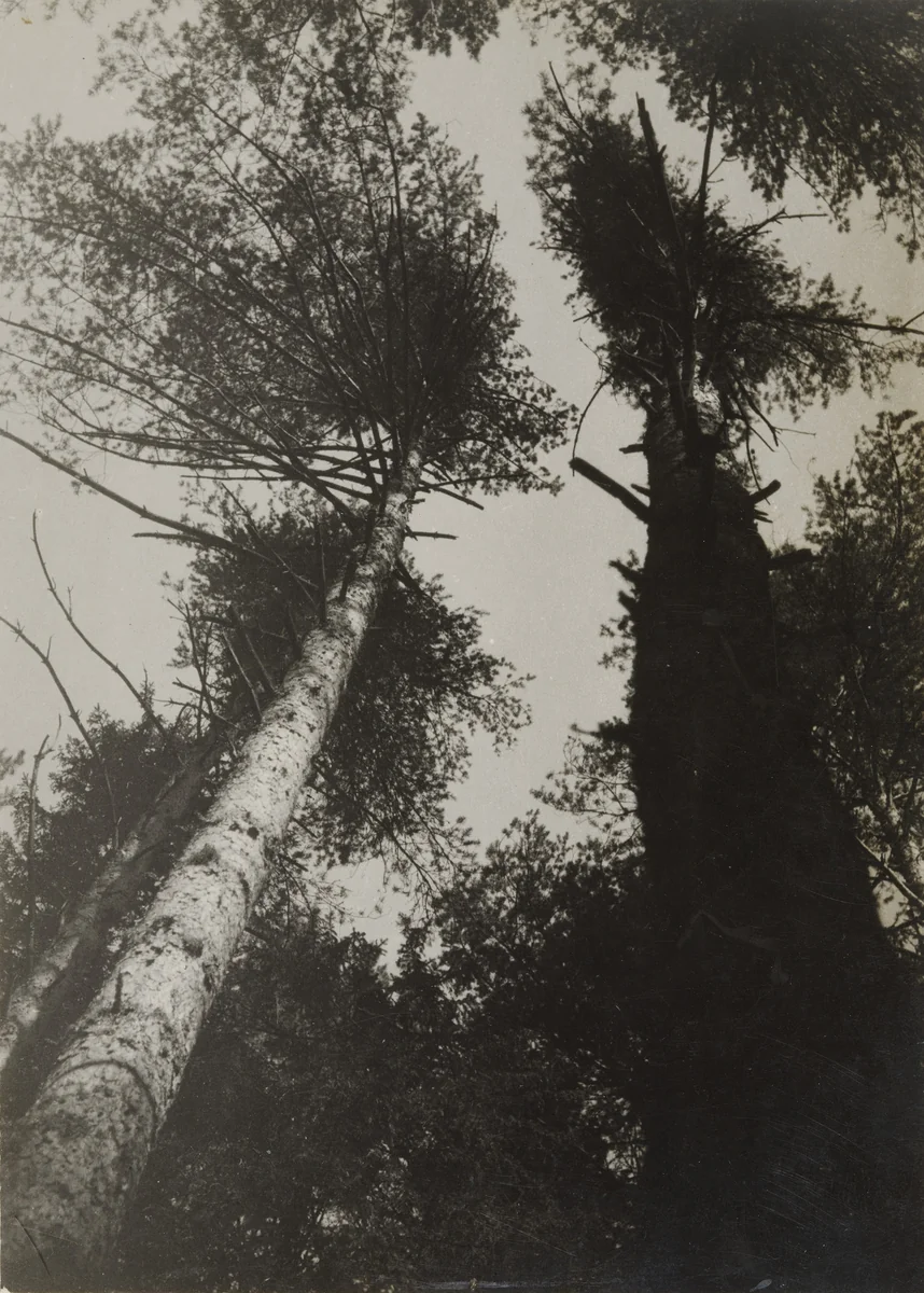 Pine Trees, Pushkino by Aleksandr Rodchenko, photograph, 1927
