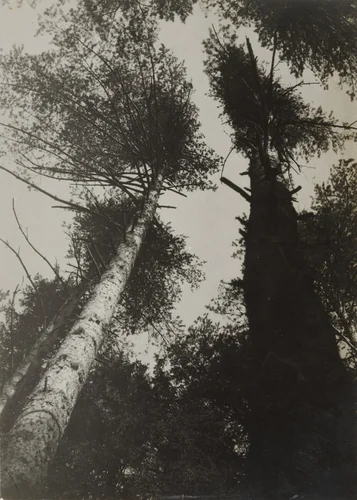 Pine Trees, Pushkino by Aleksandr Rodchenko, photograph, 1927