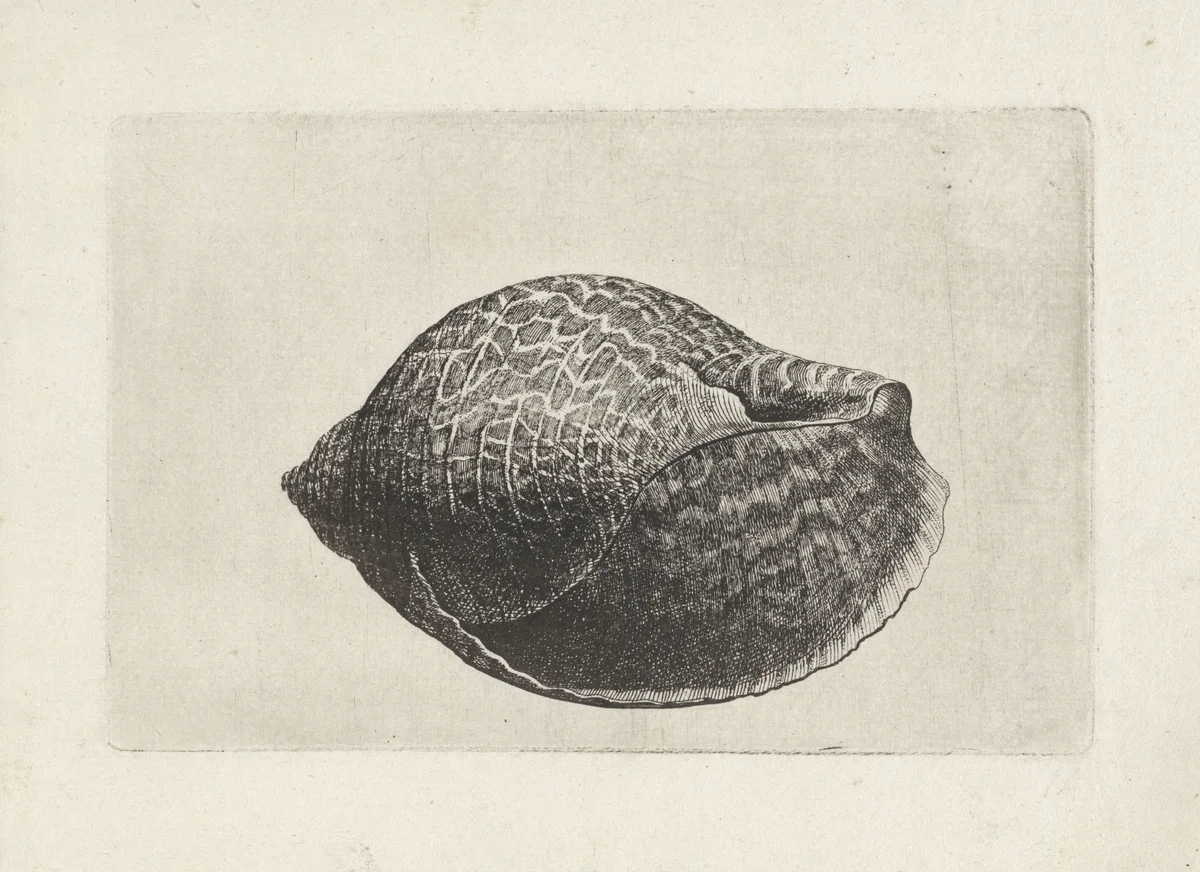 Schelp, tonna perdix by Wenceslaus Hollar, print, 1644-1652
