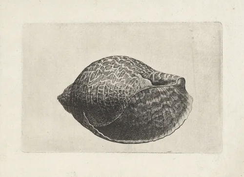Schelp, tonna perdix by Wenceslaus Hollar, print, 1644-1652