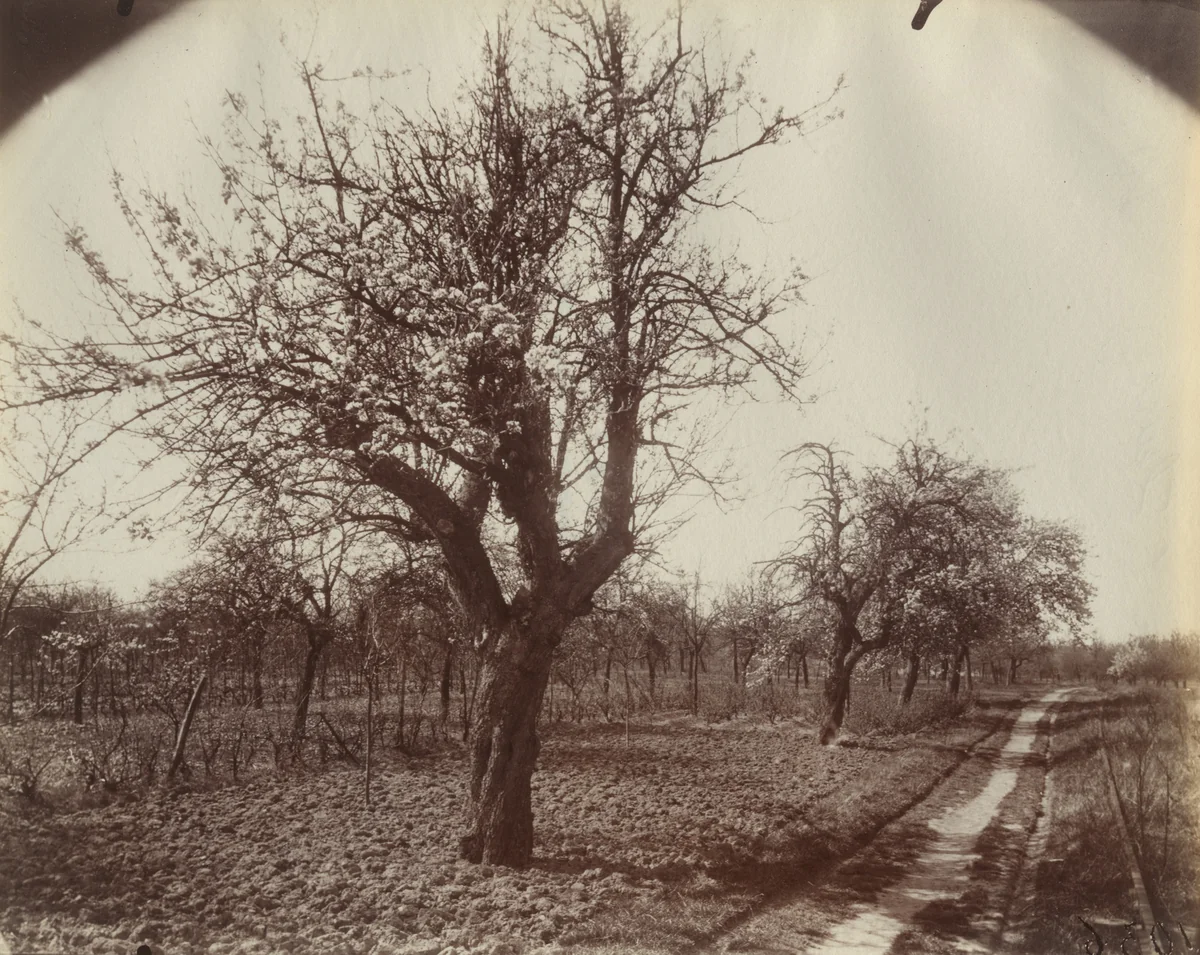 Poirier (Fleurs) by Eugène Atget, photograph, 1921