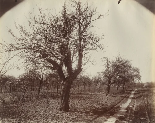 Poirier (Fleurs) by Eugène Atget, photograph, 1921