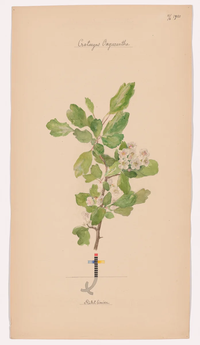 Crataegus laevigata (Smooth Hawthorn). Sheet 43 from the portfolio Nature Studies by Hilma af Klint, drawing, 1920