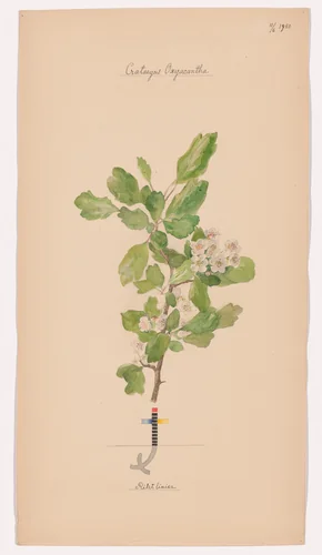 Crataegus laevigata (Smooth Hawthorn). Sheet 43 from the portfolio Nature Studies by Hilma af Klint, drawing, 1920