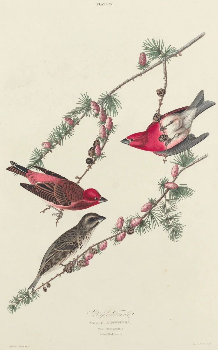 Purple Finch by William Home Lizars
John James Audubon, print, 1827