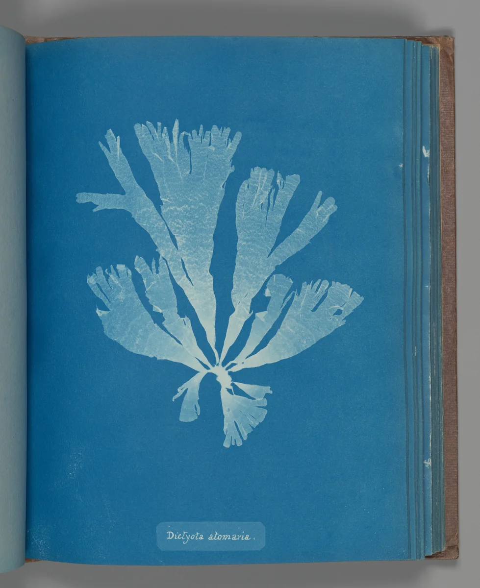 Dictyota atomaria by Anna Atkins, photograph, 1851-1855