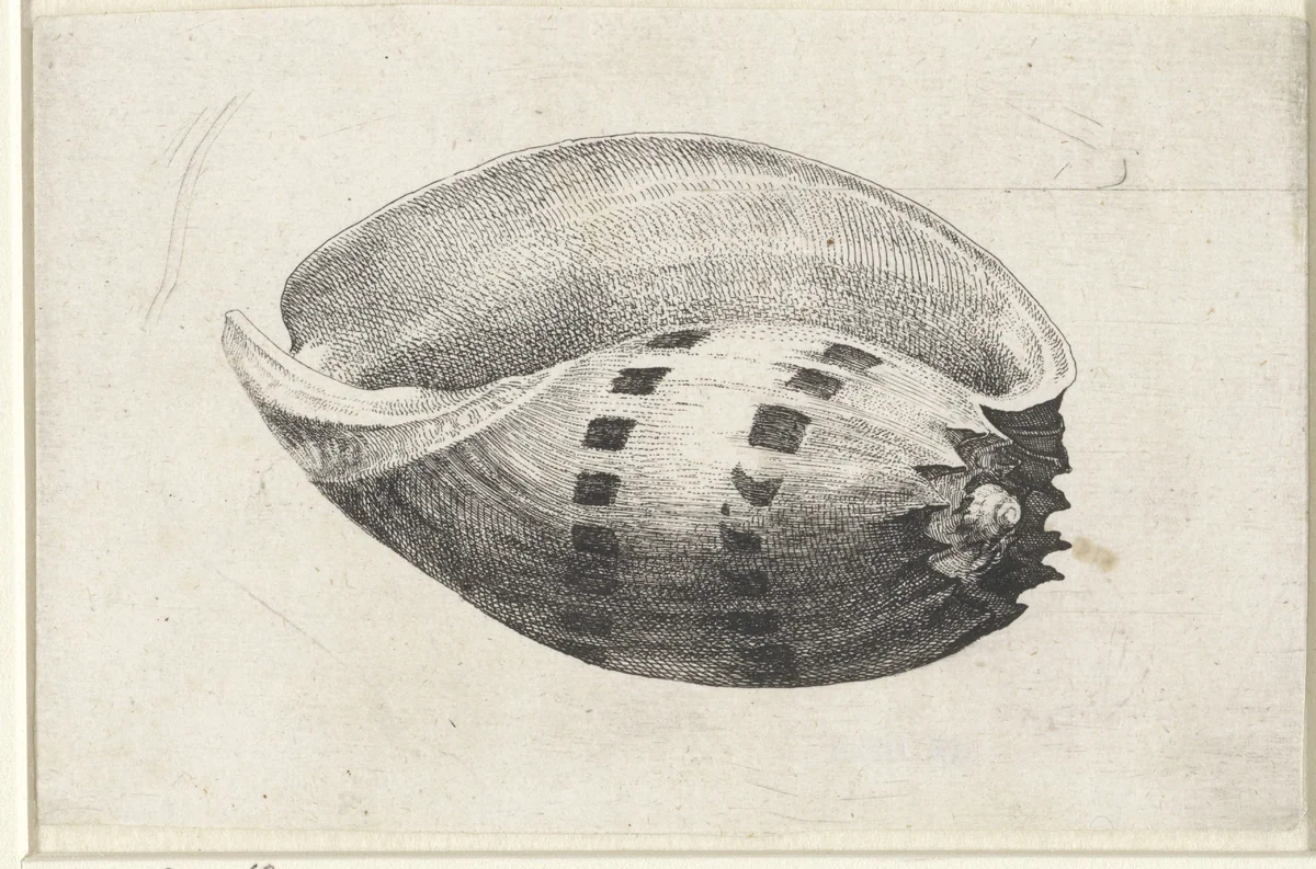 Schelp, melo amphora by Wenceslaus Hollar, print, 1644-1652