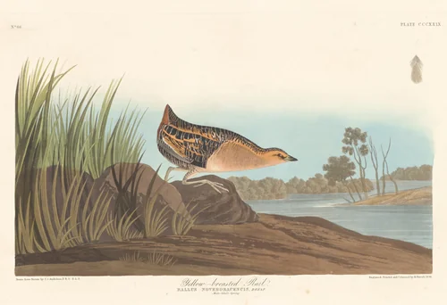 Yellow-breasted Rail by Robert Havell, Jr.; John James Audubon, print, 1836