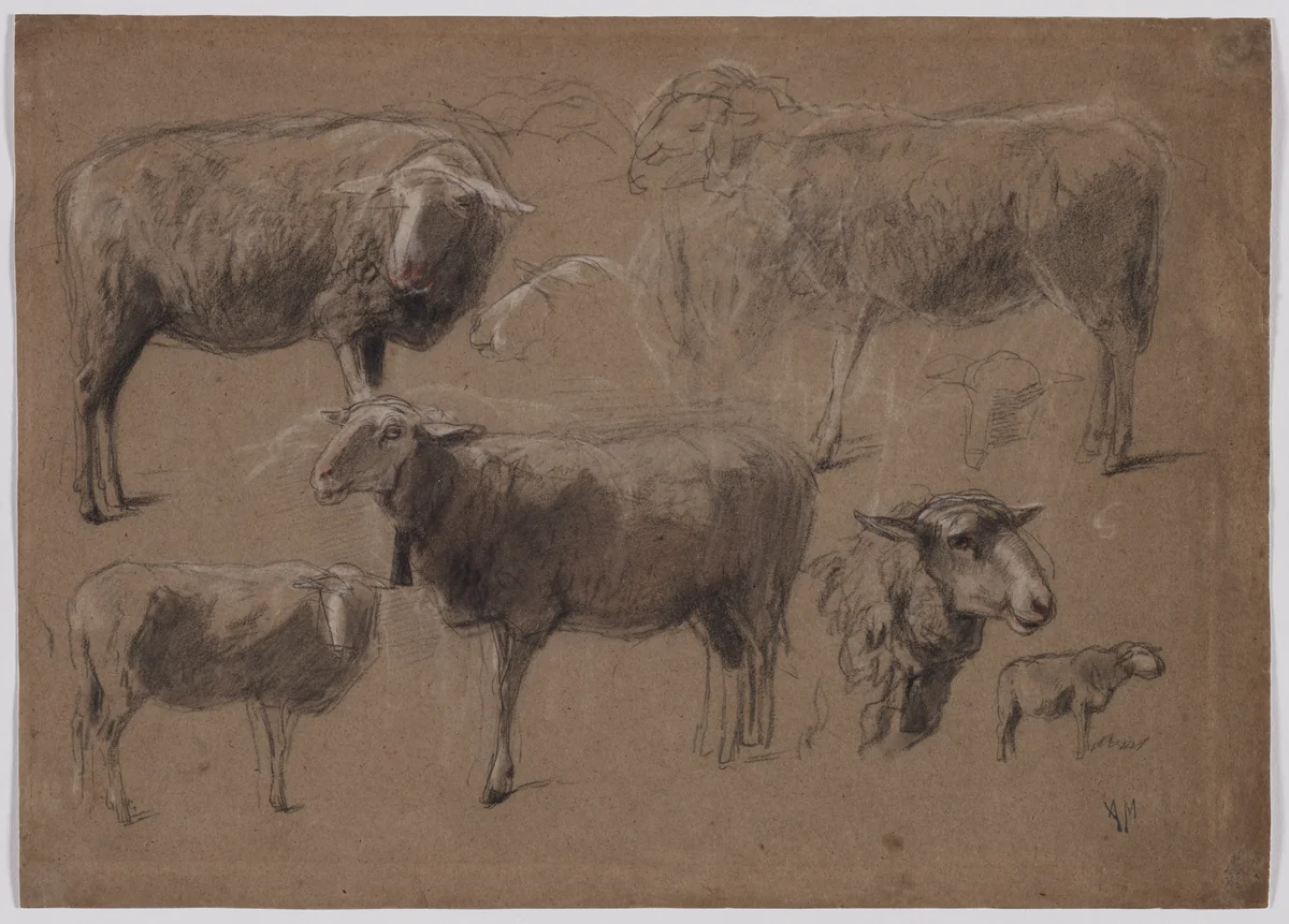 Studies of Sheep by Anton Mauve, drawing, 1850-1888